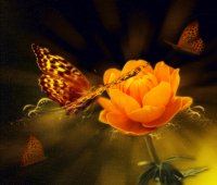 background-with-flower-and-butterfl.jpg