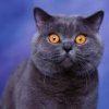 Gato-negro-.jpg