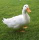 Pato1.jpg