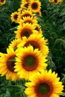 Screenshot_20220726-113029~3.png Screenshot_20220726-113029~3.png