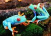 ranas-azules.jpg