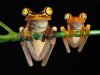 ranas-simpaticas.jpg
