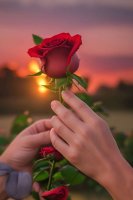 Ilustración De La Naturaleza.jpeg