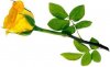 rosa_amarilla.jpg