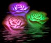 rosas-iluminadas-spa.jpg