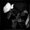 Gothic Rose darkness.jpg
