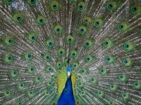 Ago-pavo-real.jpg