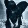 Folie_Amateur