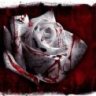 no love no heart