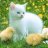 Cati
