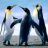 PINGUY